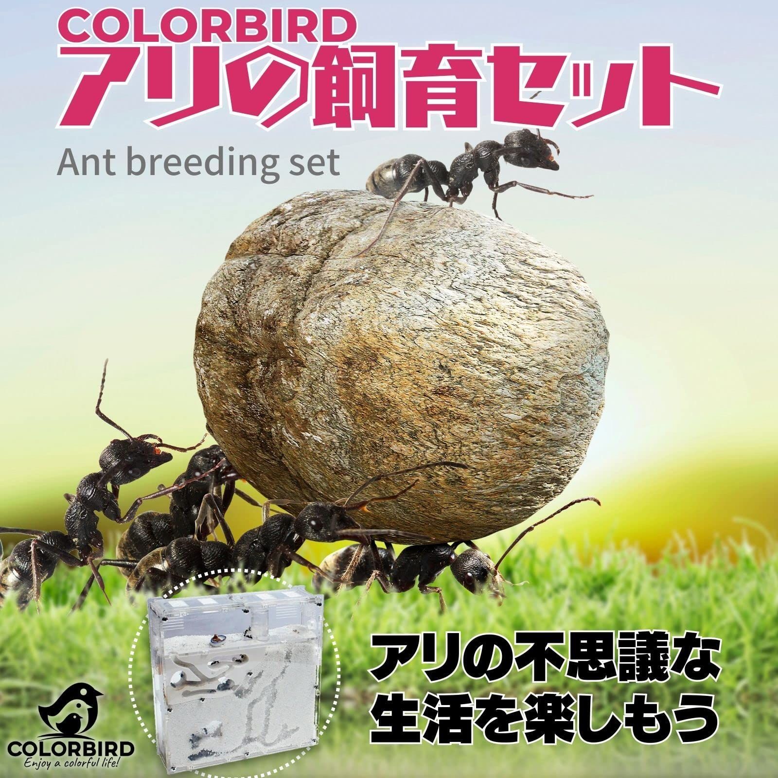 アリの巣 観察 飼育セット - 虫かご・飼育ケース