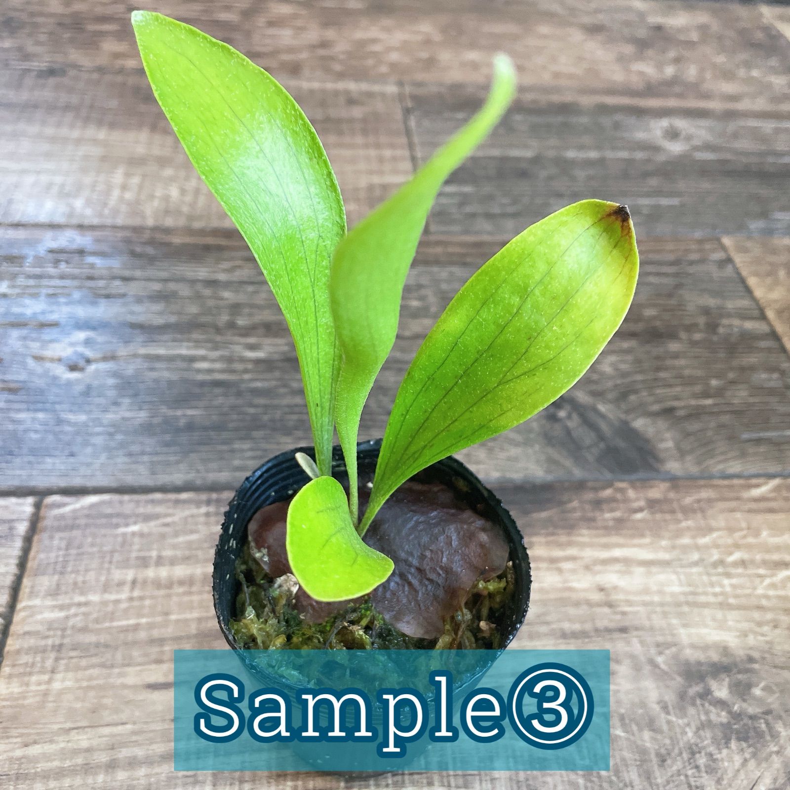 ビカクシダ　ウィリンキー　M P. Willinchii cv Zero 零 晚安 ＃ビカクシダ ＃コウモリラン