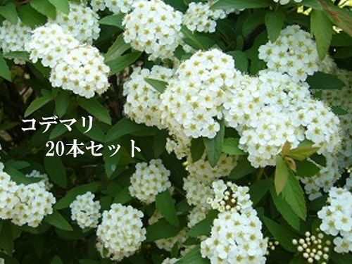 20本セット コデマリ樹高0.5m前後15cmポット