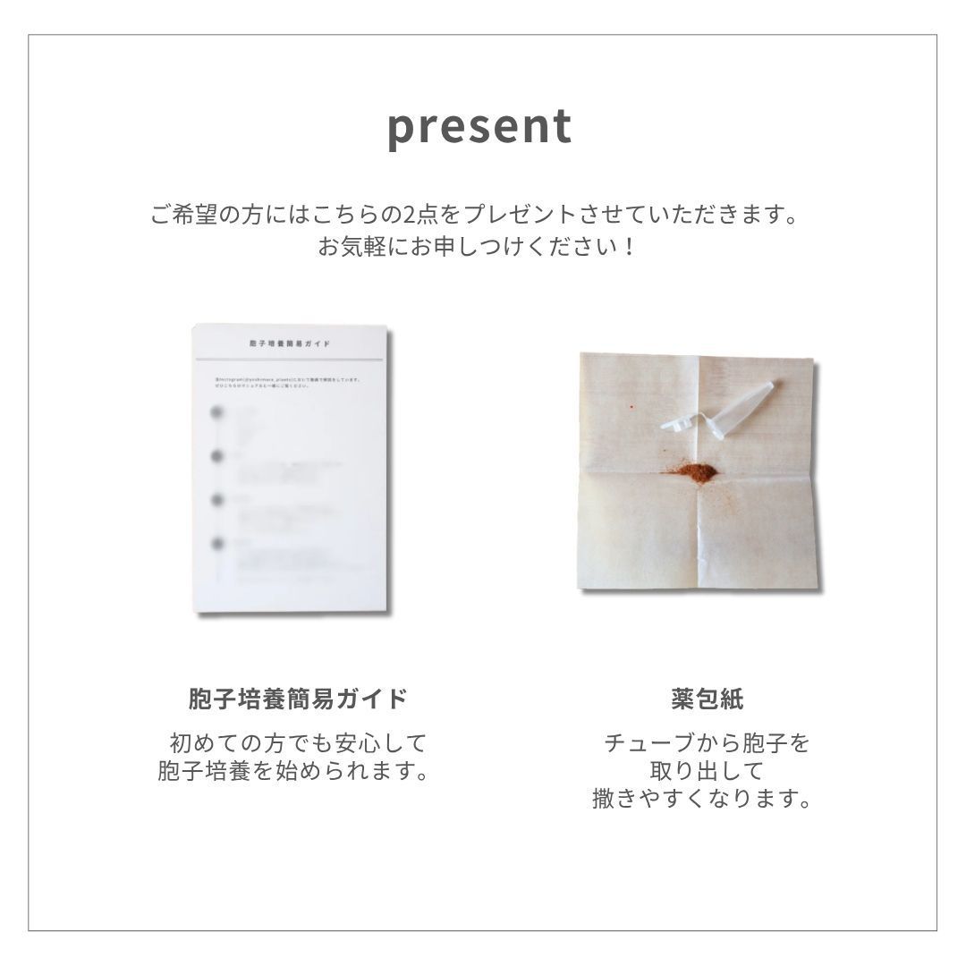 ビカクシダ　ホワイトギズモ　◆リドレイ胞子おまけ付き　【メルカリ便】配送 ビカクシダ ホワイトギズモ ◇リドレイ胞子おまけ付き