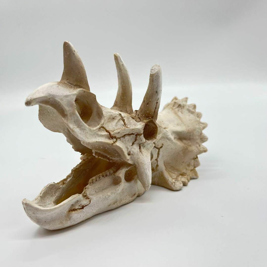 トリケラトプス 頭骸骨 レプリカ インテリア 恐竜の化石 オブジェ 牙