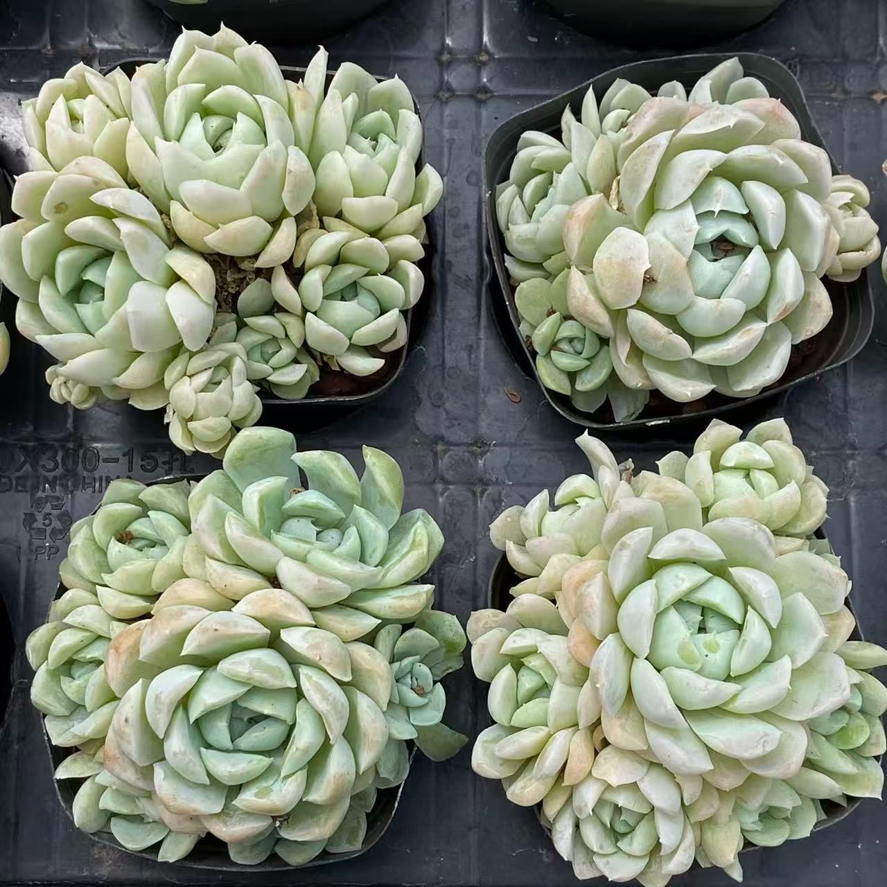 70株の抜き苗セット 白月影群生 多肉植物 佐川急便発送 エケベリア 韓国苗 ZM1641