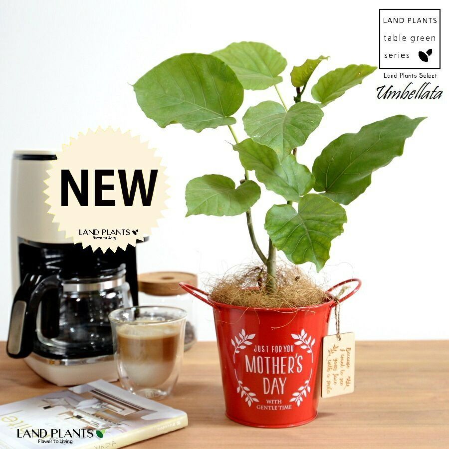 しゃれ訪問着(袷)　(地紙に花鳥 源氏香 花唐草 吉祥紋　ちりめん　ガード加工) しゃれ訪問着(袷) (地紙に花鳥 源氏香 花唐草 吉祥紋 ちりめん ガード加工)