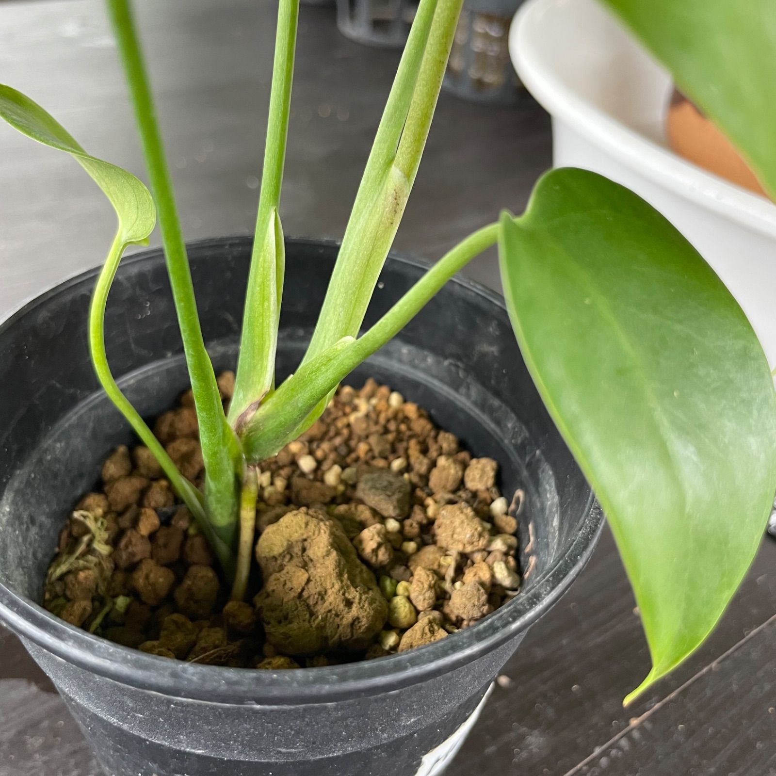 モンステラ　デリシオーサ　コンパクタ　Monstera deliciosa Compacta