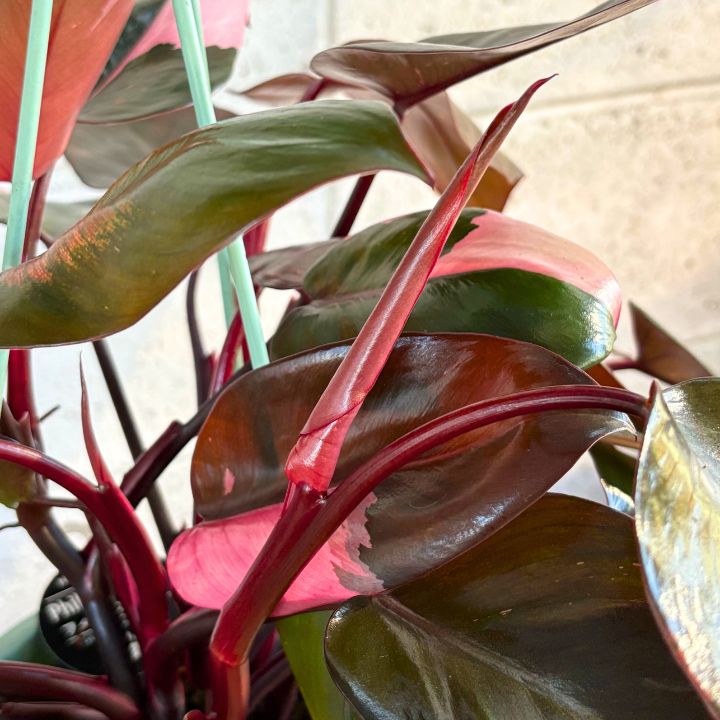 観葉植物】人気 ピンク色の斑 フィロデンドロン ピンク