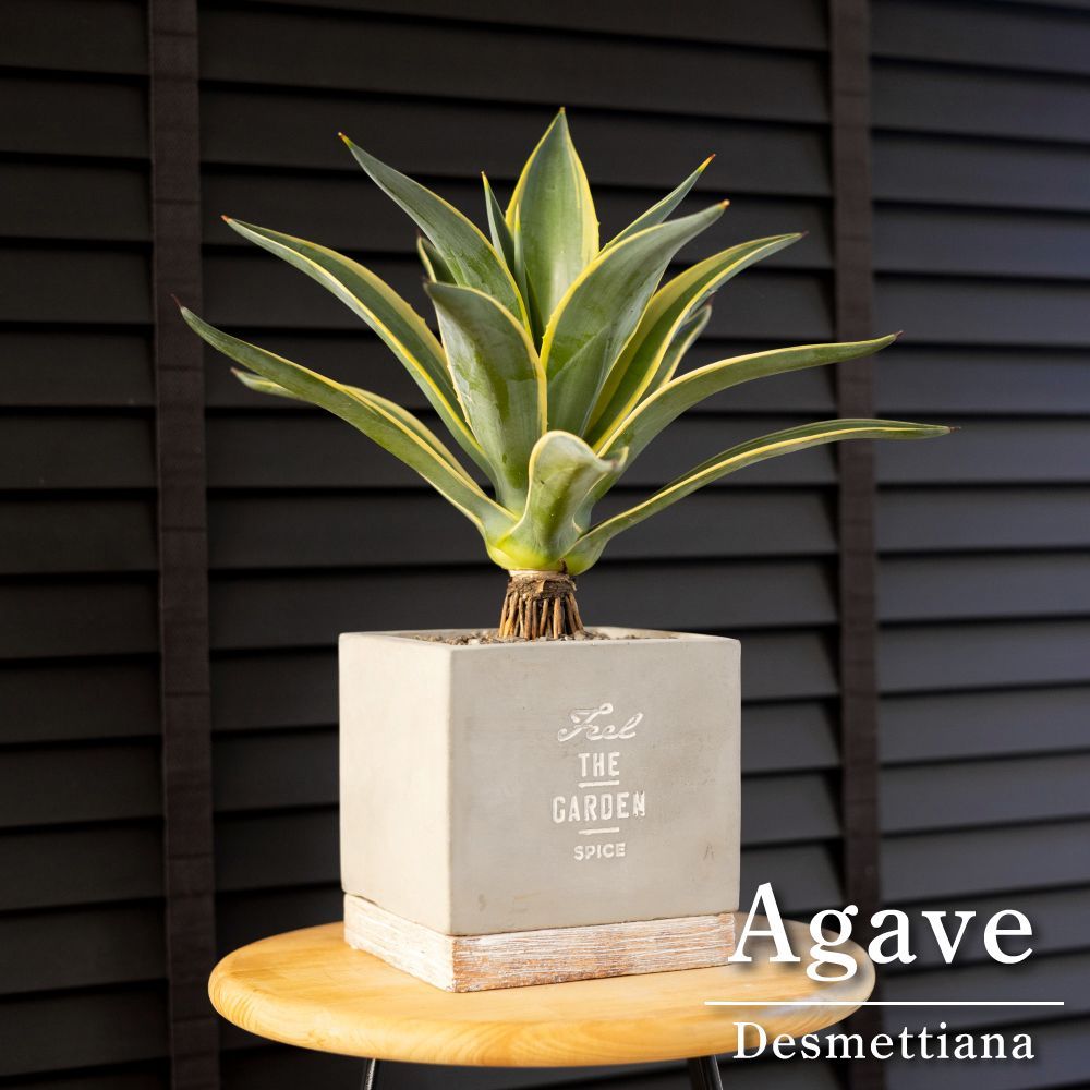 根上がり アガベ ベネズエラ Agave デスメティアーナ 斑入り 観葉植物