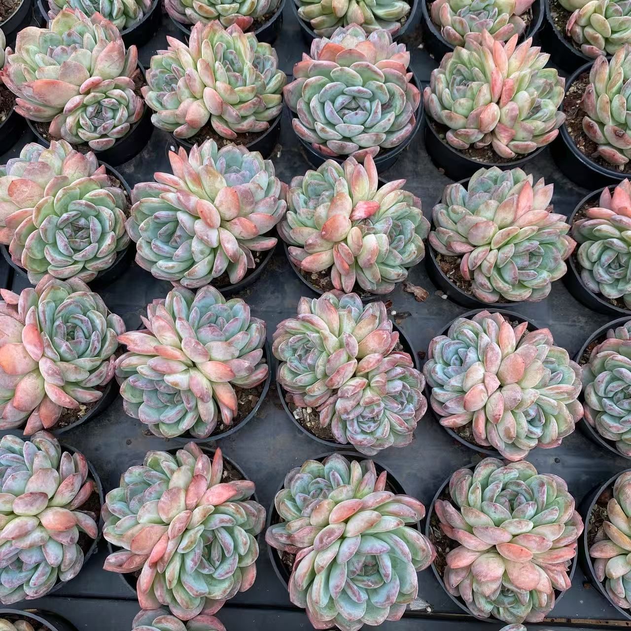 琥*い様 S405　小雪　抜き苗　55株　多肉植物 エケベリア 韓国苗 サボテン 特価 抜き苗 ジュンアイ LB1330×40株 ふっくら 多肉植物