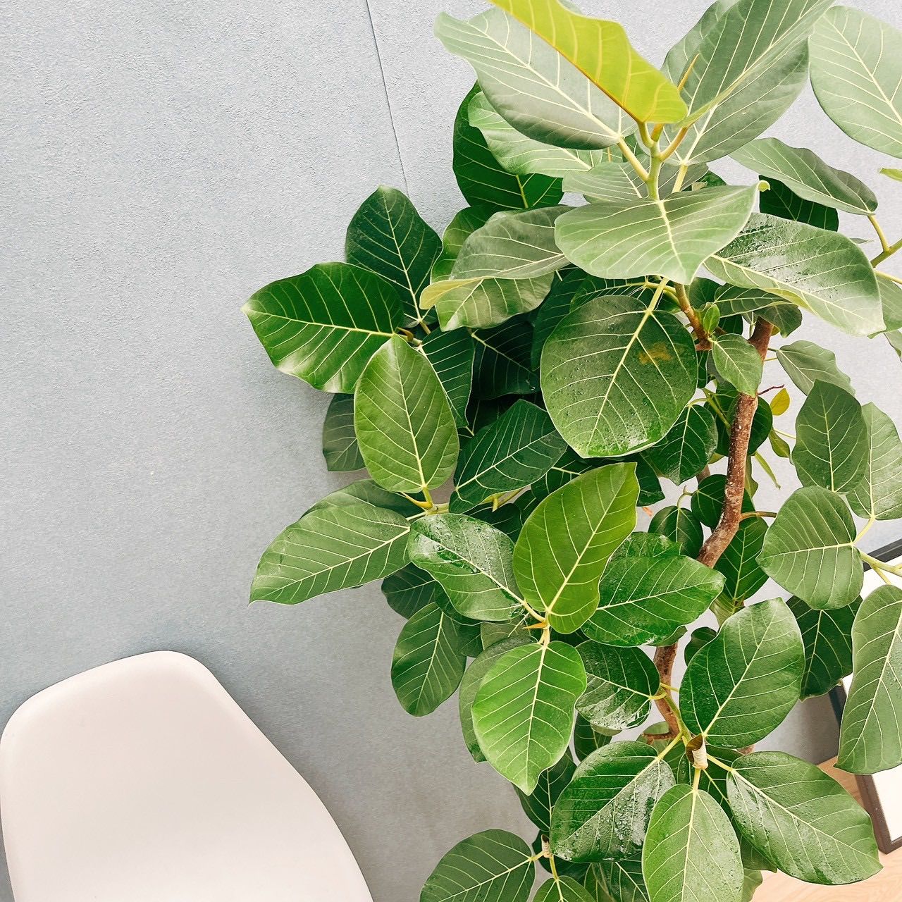 ［現品］【希少】☆おしゃれ☆ 13番 フィカス グランディス 曲がり 8号 観葉植物 室内 大型 レア ゴムの木