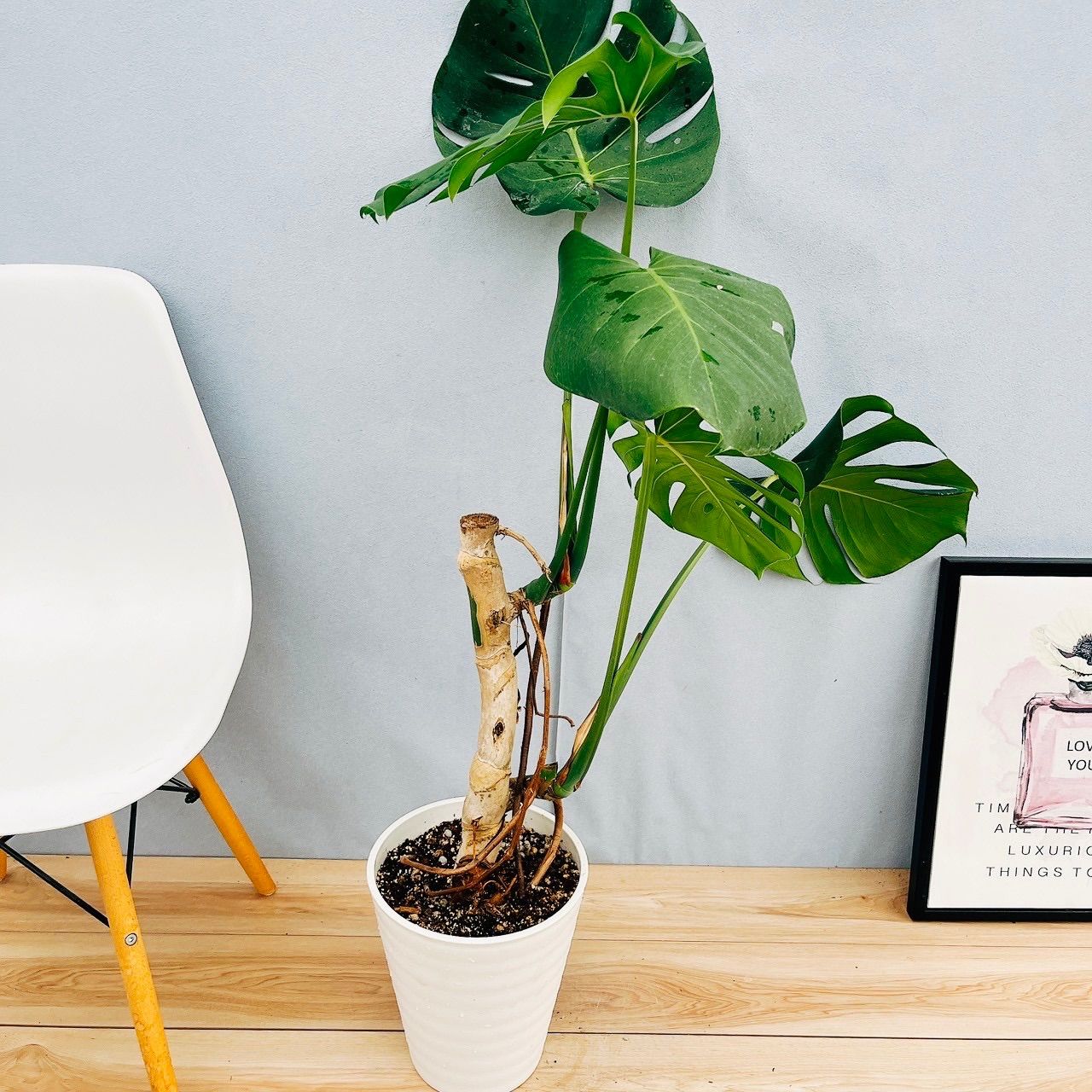 加藤 利昌 清水焼 梅小紋鉢 未使用保管✨清水焼 加藤利昌作 青華梅小紋