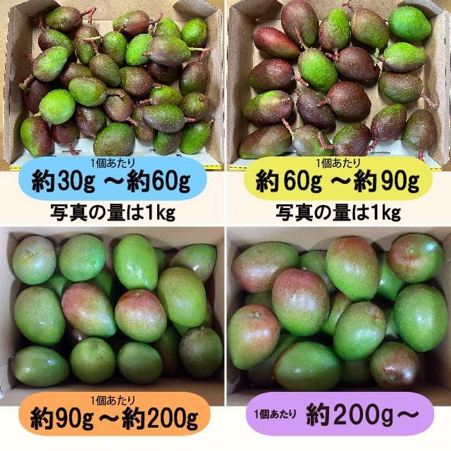 クール便】摘果マンゴー 2.9kg 青マンゴー 加工用 - メルカリ