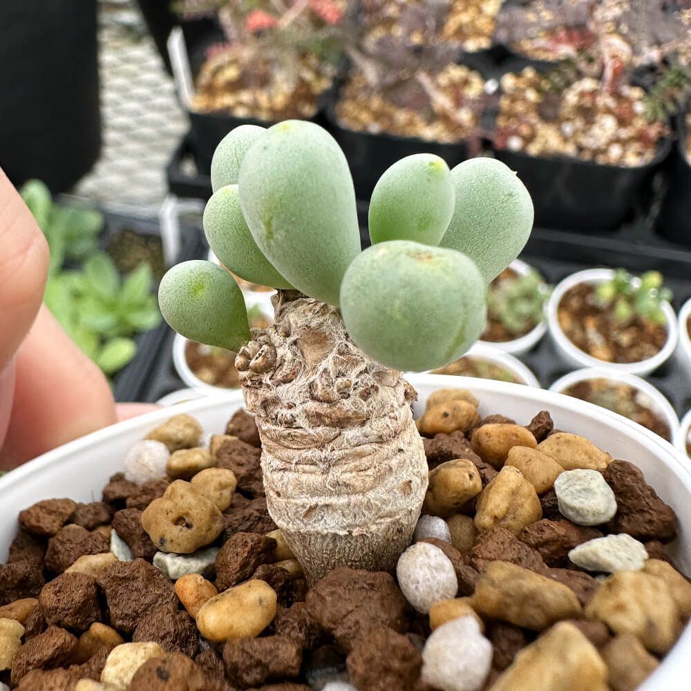 80S 90s usa製 ビンテージ パーカー クレイジーカラー XL