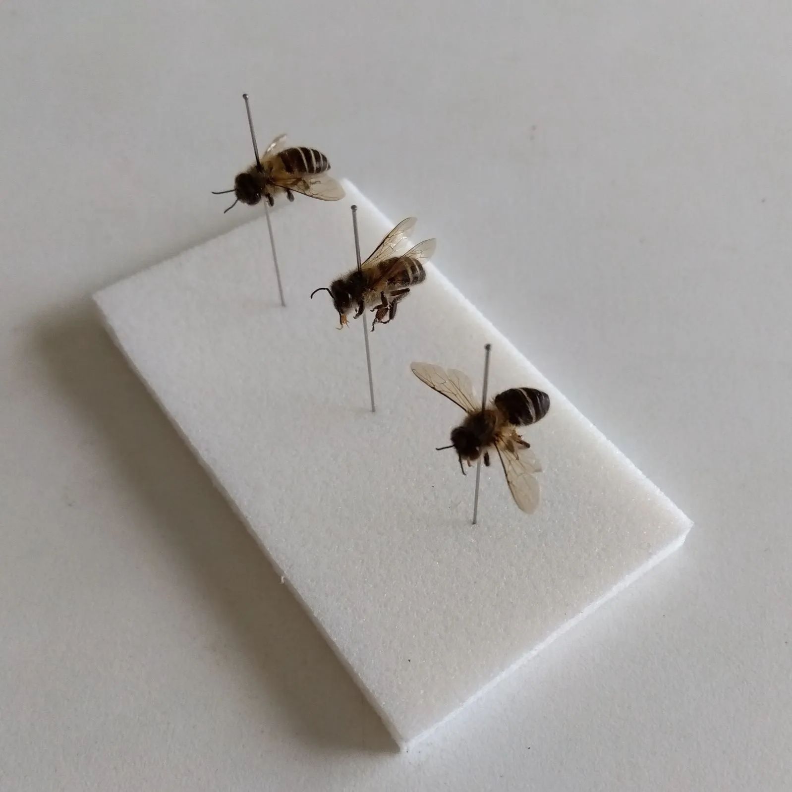 ミツバチの標本 翼幅6cm超！ 世界最大のハチは、かくして約40年ぶりに「再発見