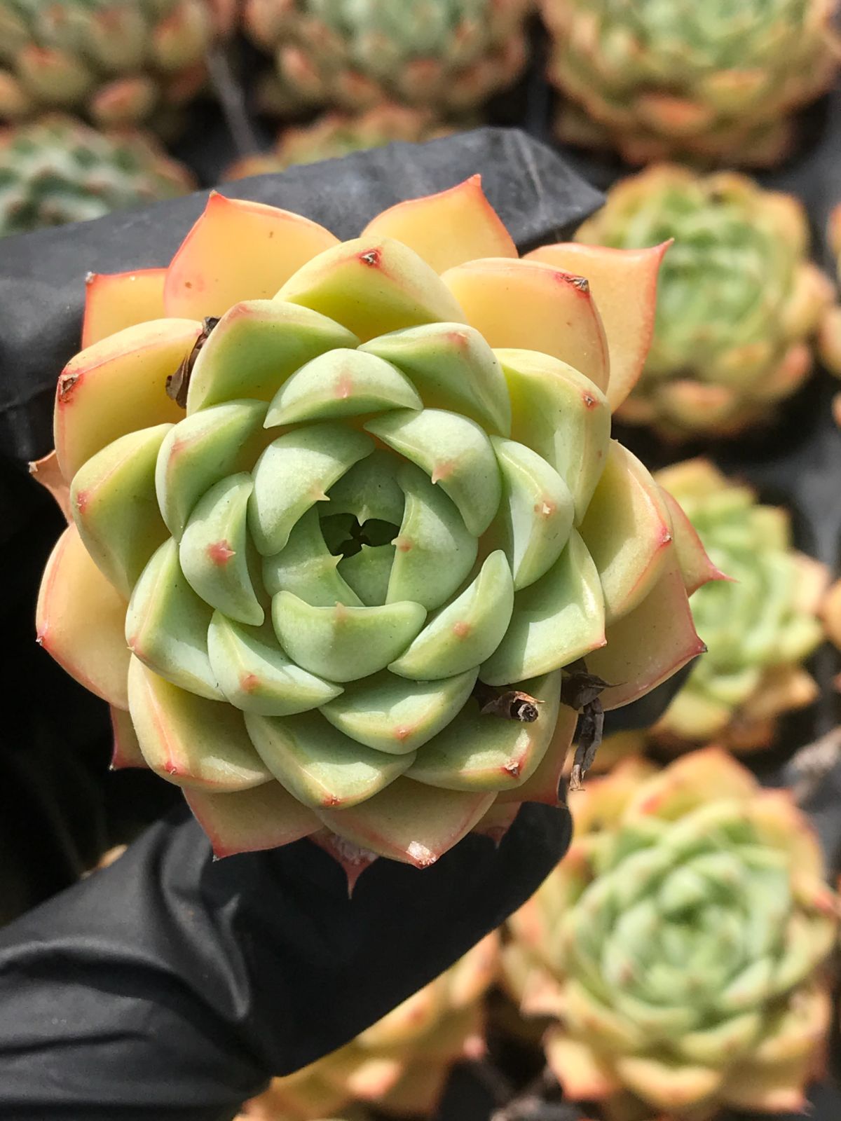 22株 　G116-2多肉植物 エケベリア冷香 (エケベリア サボテン 観葉植物 花 園芸　レア種根付き