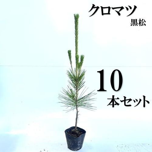 【10本セット】クロマツ樹高0.5m前後10.5cmポット