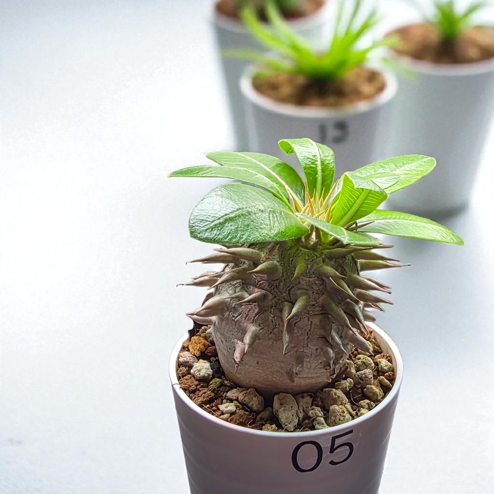 まん丸・美株】パキポディウム・エブレネウム (Pachypodium eburneum