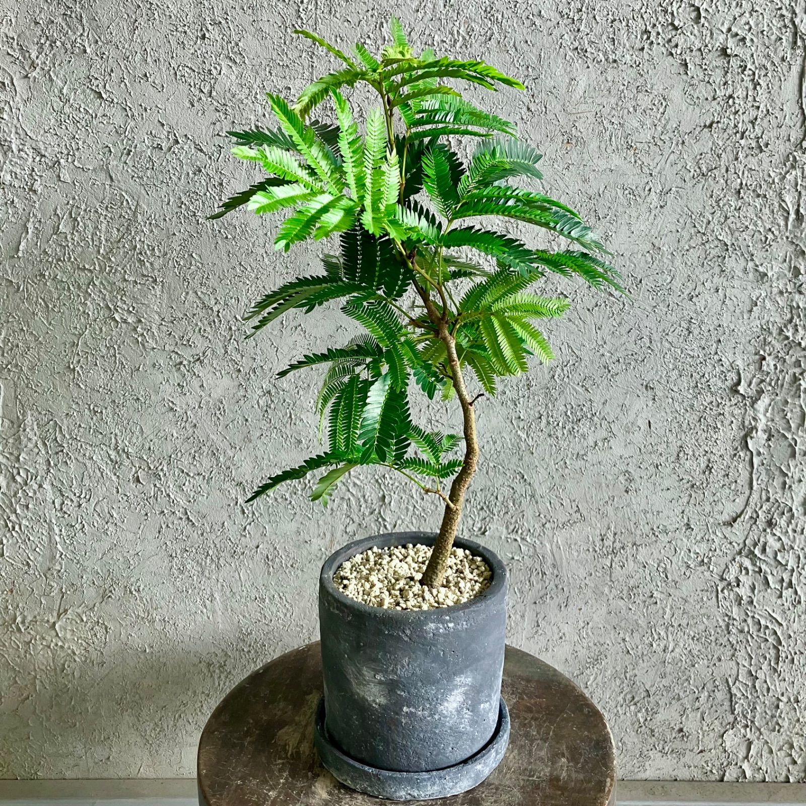 エバーフレッシュ 曲がり仕立て 6号 テラコッタ鉢植え グレイッシュ