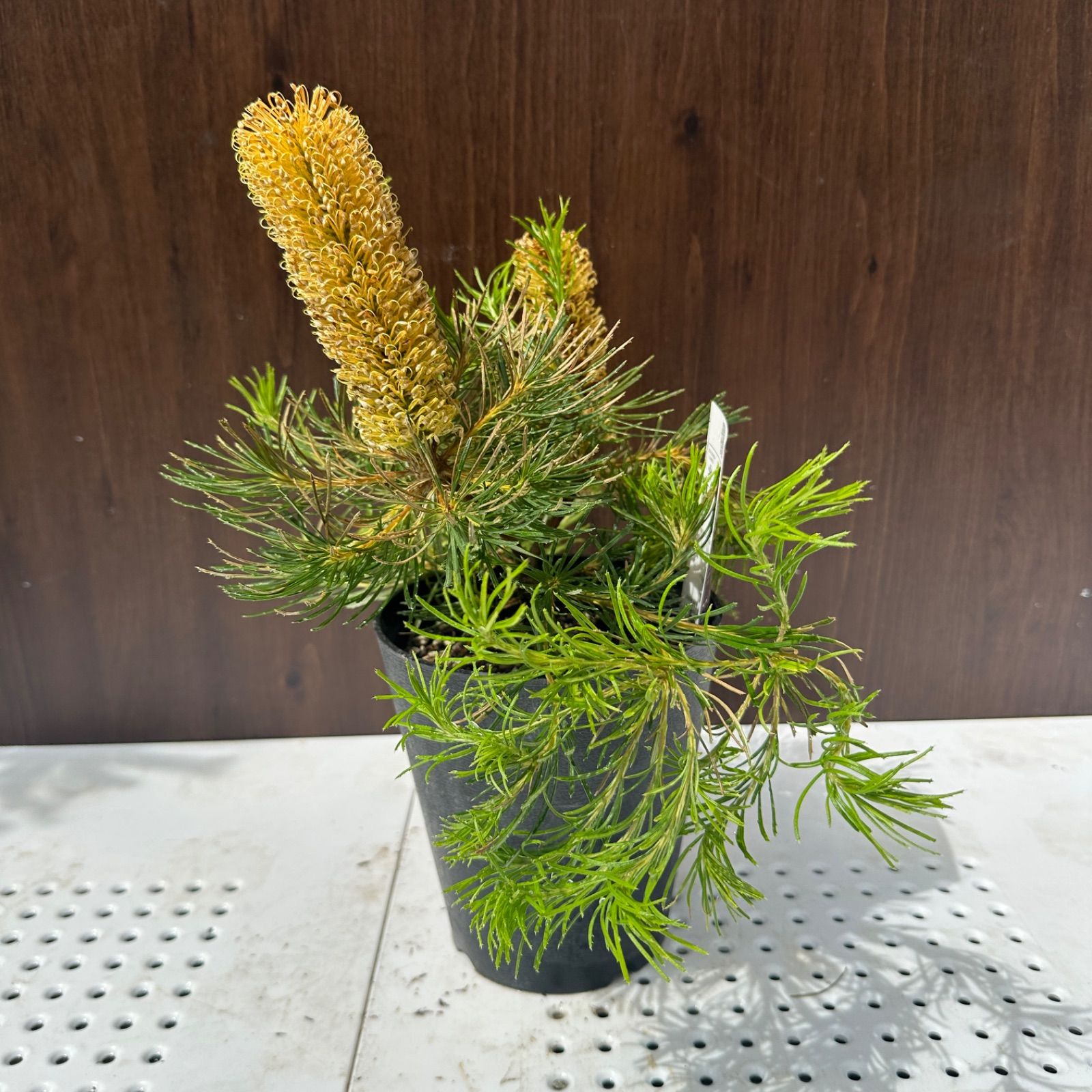 現品発送 ④ バンクシア バースデーキャンドル 5号 花芽付き オージープランツ ④ STEELWINDOWSANDDOORS_COM