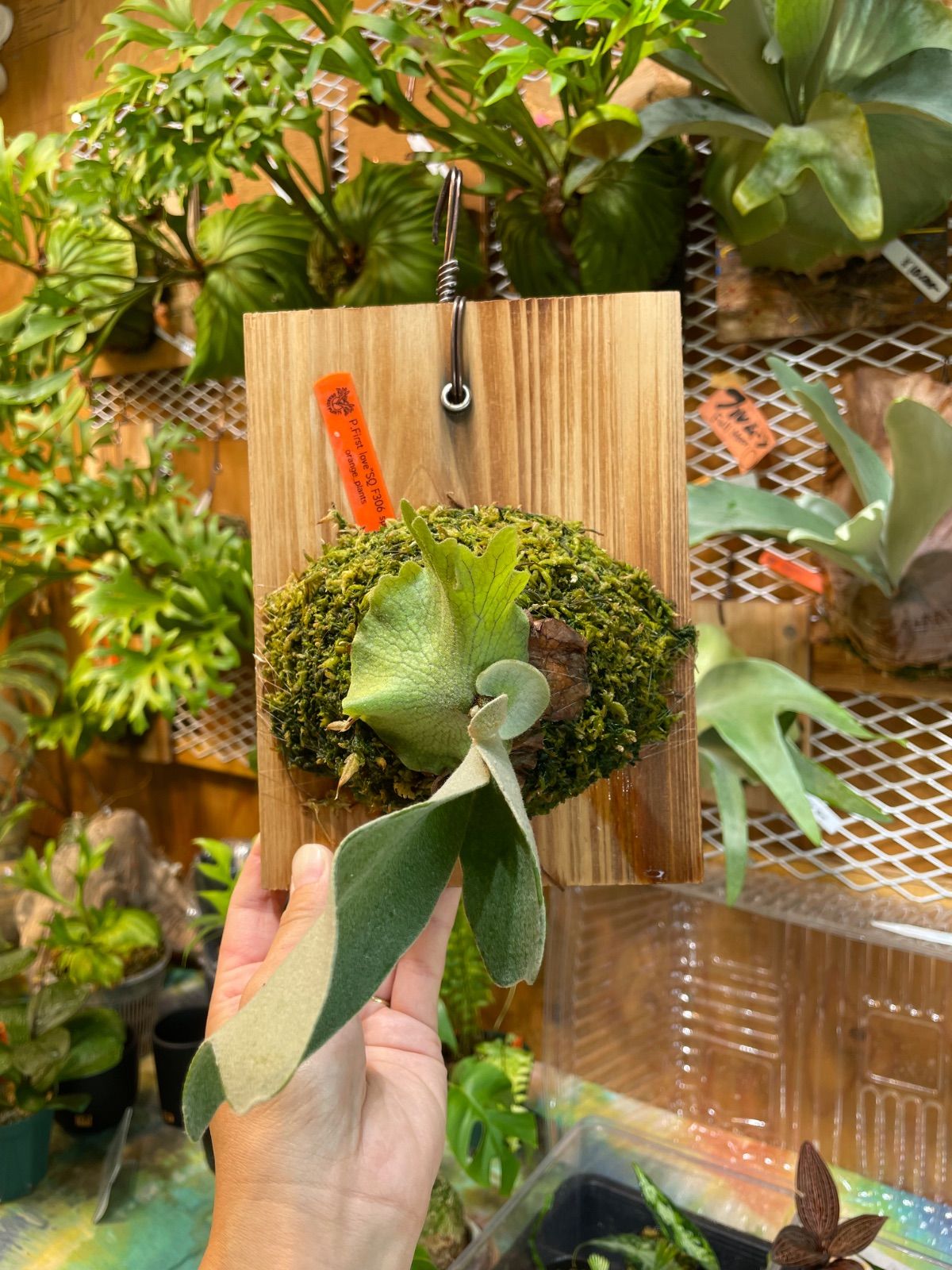 ビカクシダ ファーストラブ セーラームーンスポア選抜 P.First love SQ F306 spore WWW_GEBZETESISAT_COM_TR