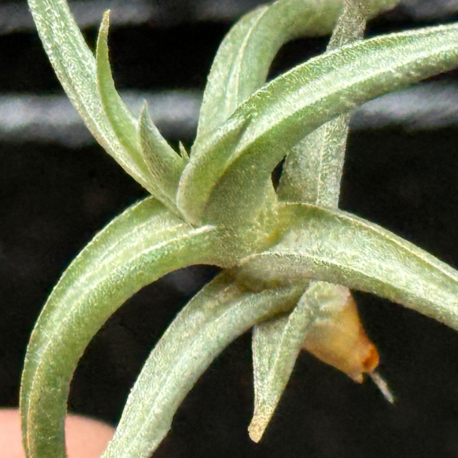 チランジア レクタングラ Tillandsia rectangula＊エアプランツ
