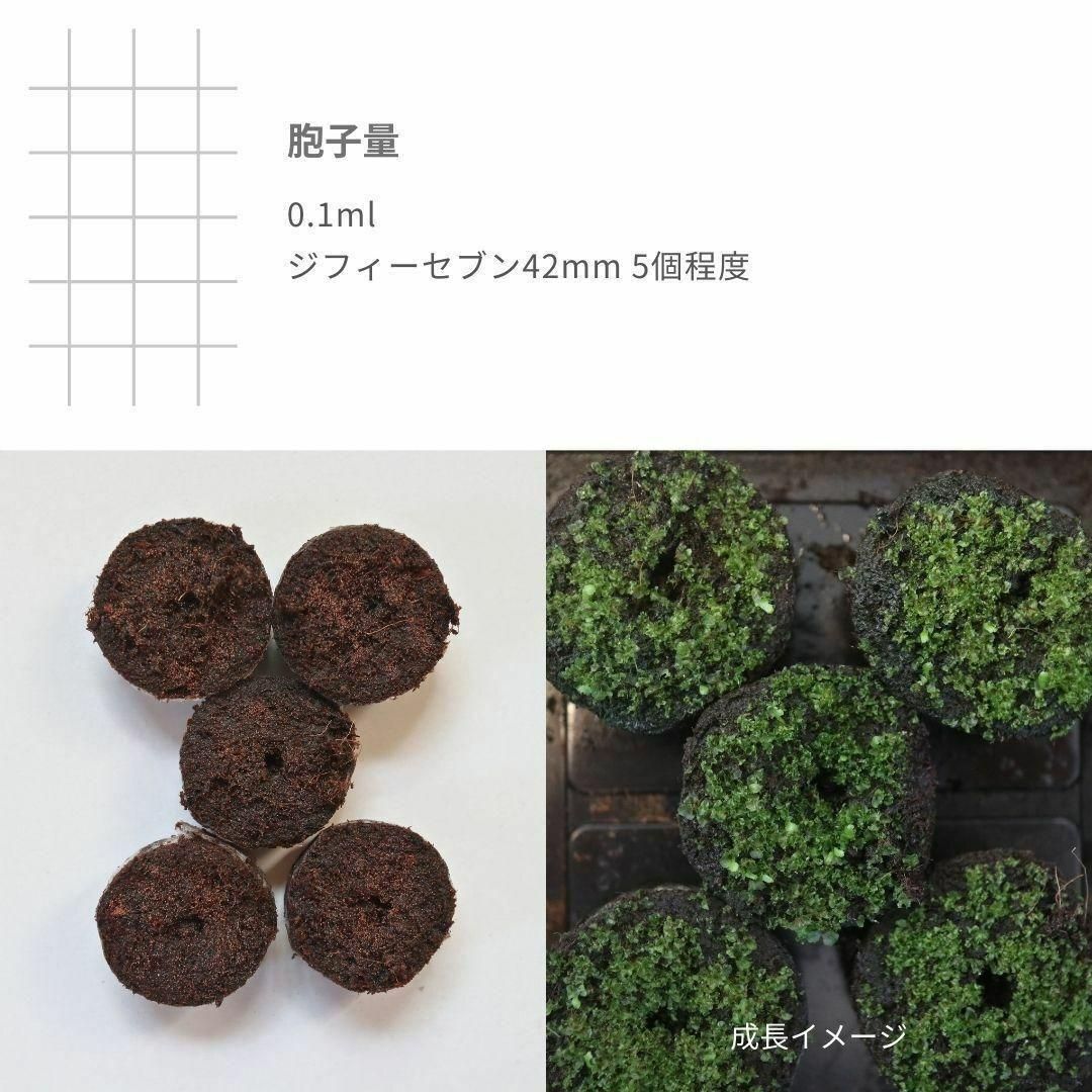 【数量限定】ビカクシダ胞子 45種セット 数量限定】ビカクシダ胞子 56種セット - メルカリ