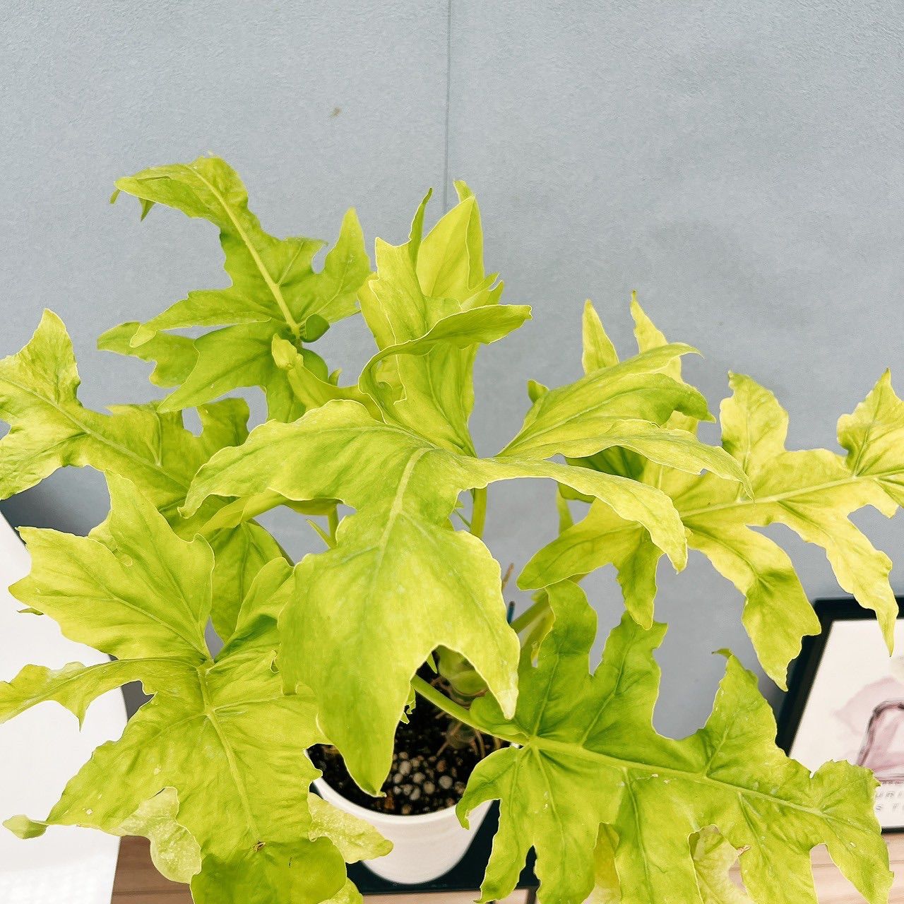 現品］【希少】11番 フィロデンドロン セロームゴールドリーフ 6号