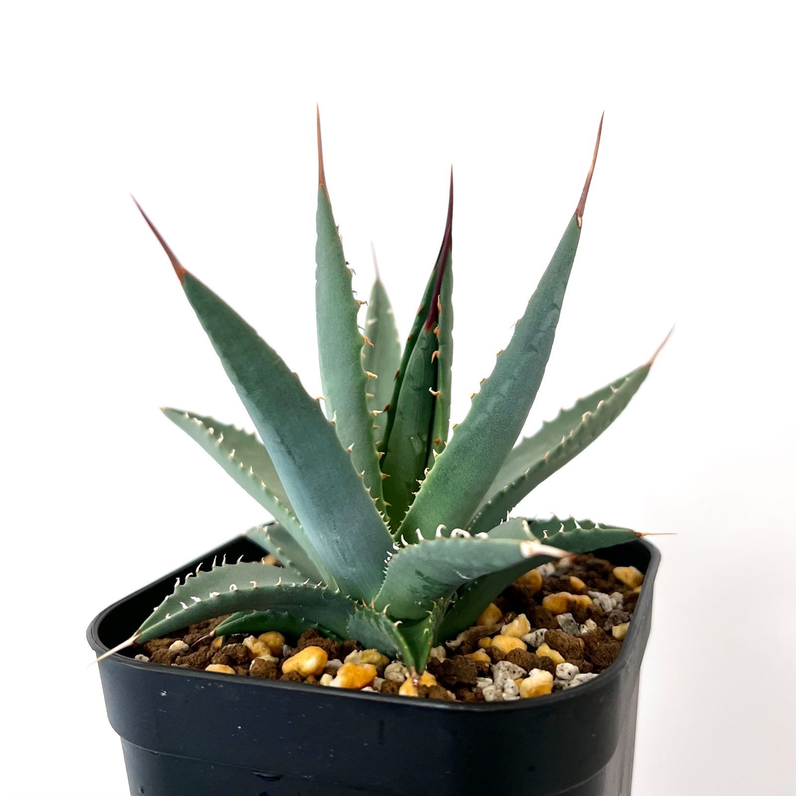 多肉植物 アガベ エボリスピナ 実生 極上株