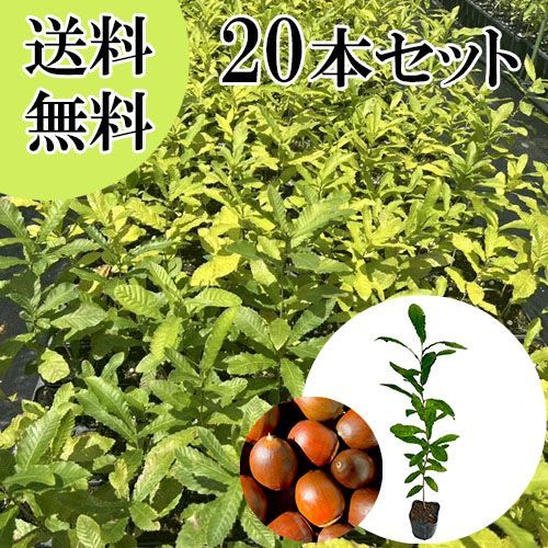 【20本セット】クヌギ樹高0.3m前後10.5cmポット