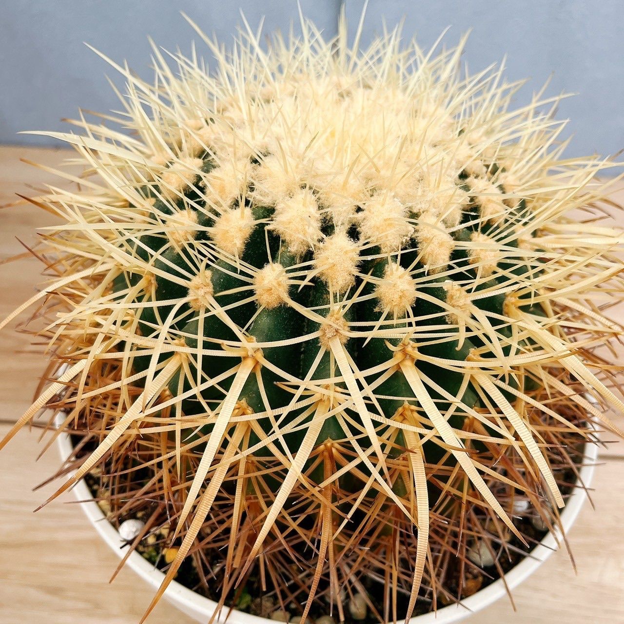 【大型極美株】 エキノカクタス 金鯱 8号 サボテン 金鯱 8号 プラ鉢 種類 一覧 鉢 丸 種 大型 エキノ