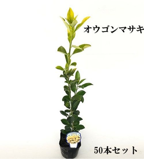 50本セット オウゴンマサキ樹高0.3m前後10.5cmポット