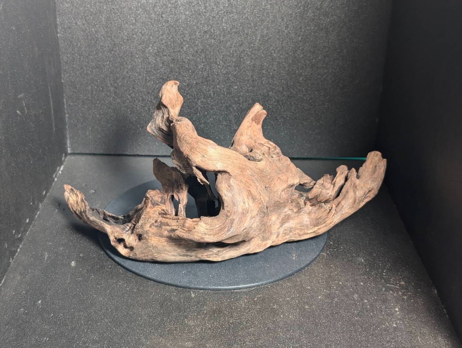 マングローブウッドL 35cm 流木 アクアリウム テラリウム パルダイモ