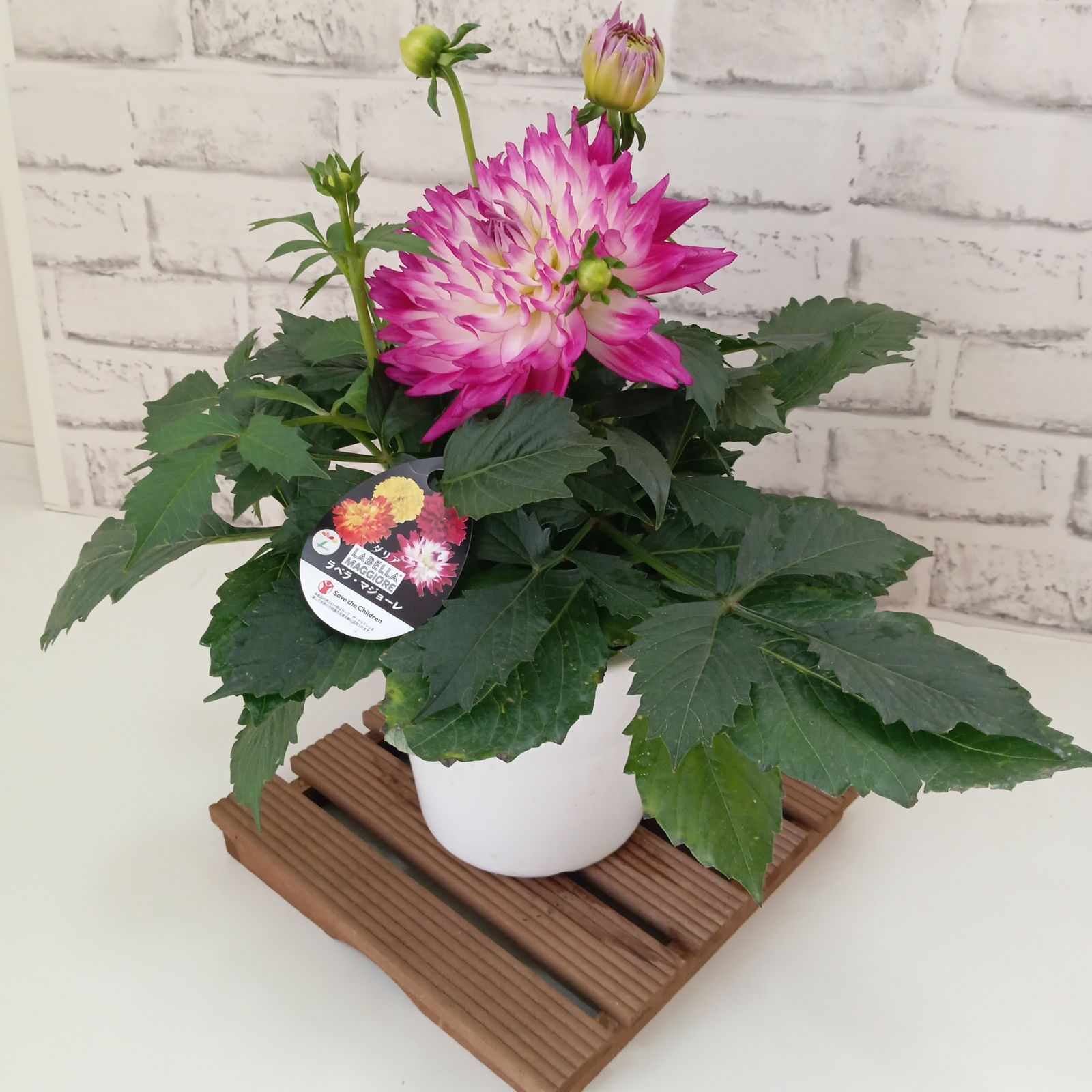 鉢花 観葉植物 ダリア ラベラマジョーレ 5号 インテリア 運気アップ
