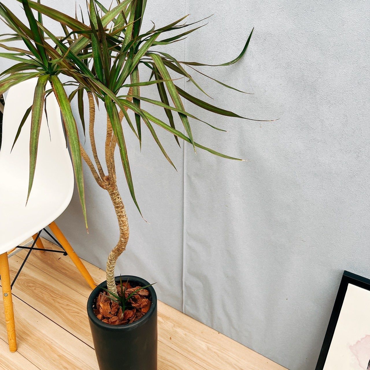 現品］18番 ドラセナ コンシンネ 曲がり 8号 観葉植物 大型 室内 現品