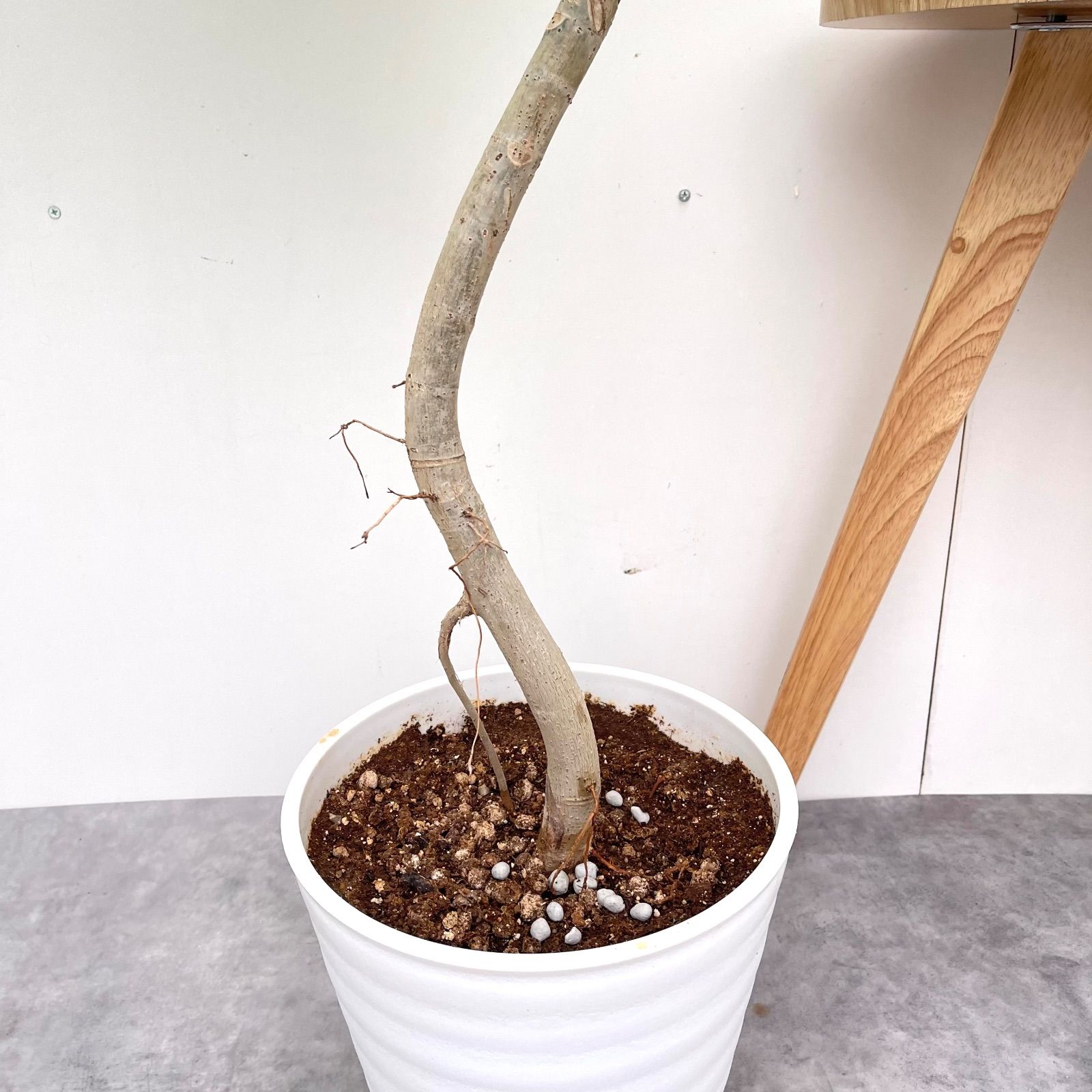 ウンベラータ 曲がり