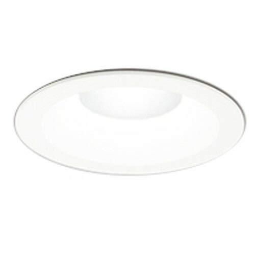 夏黄金ソテツ 親株は出費品ではありません この親から外したカキコが