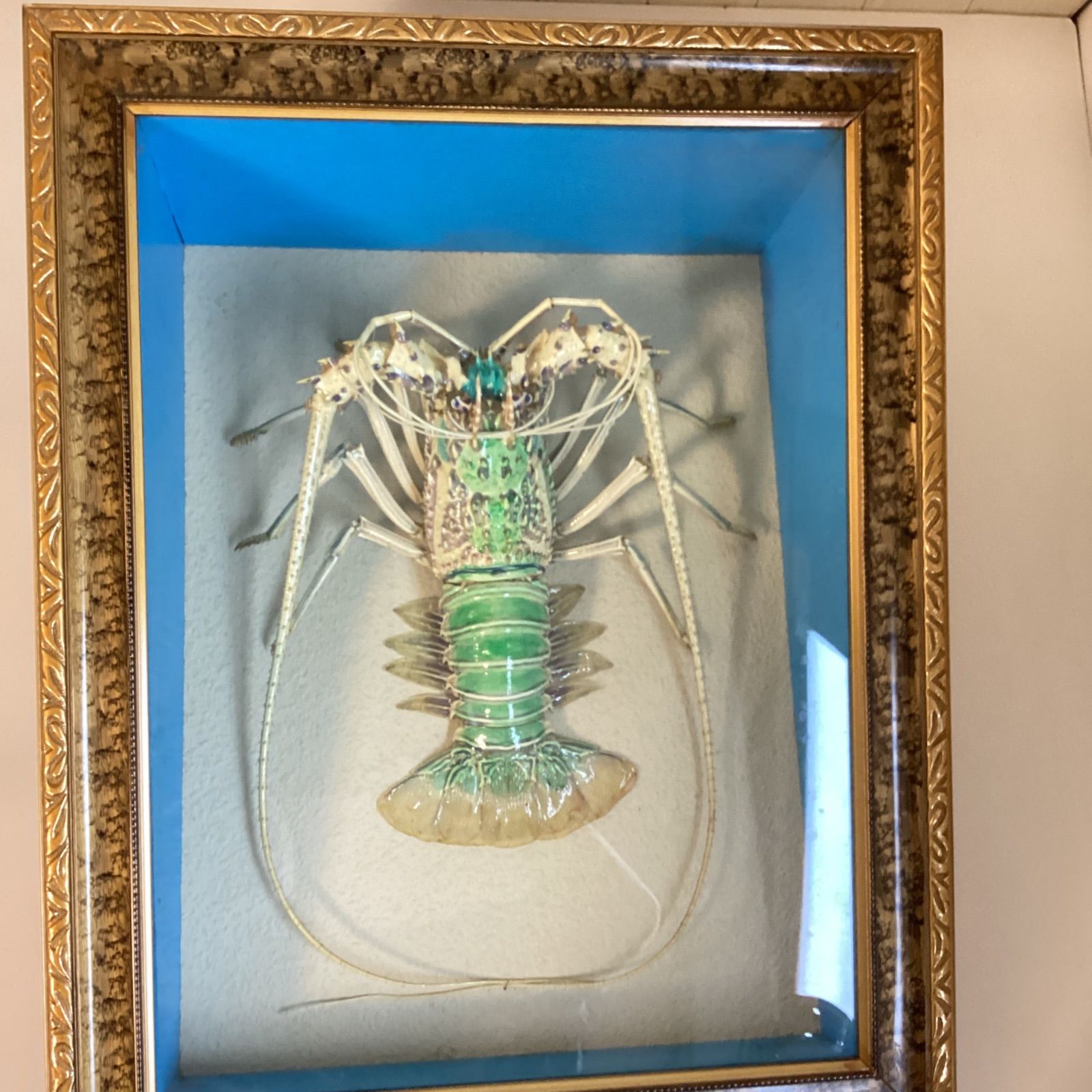 五色海老 錦えび 伊勢海老類 ケース入り剥製 …e.s - メルカリ