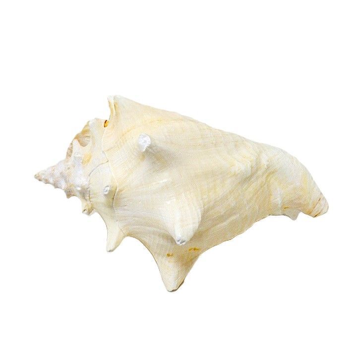 ピンク貝 コンク貝 貝殻 貝殻オブジェ 貝殻置物 希少 標本 インテリア