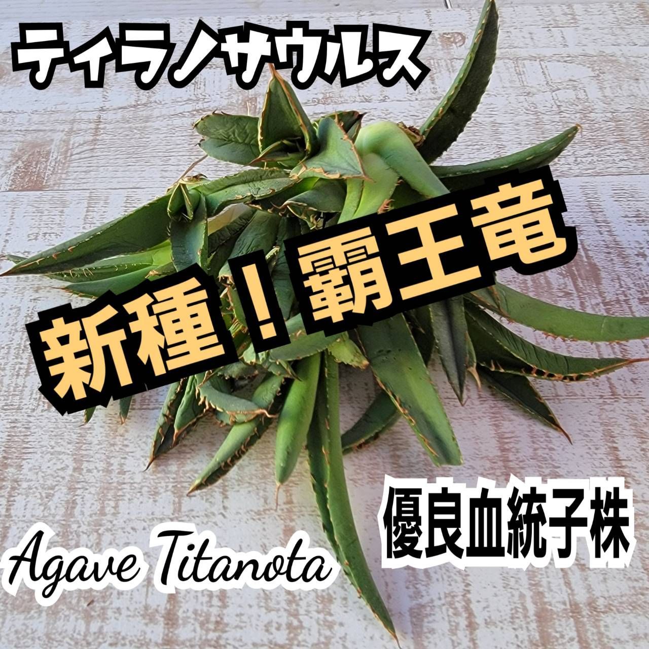 高騰品種】シーザー × 覇王竜 強棘タイプ アガベ チタノタ