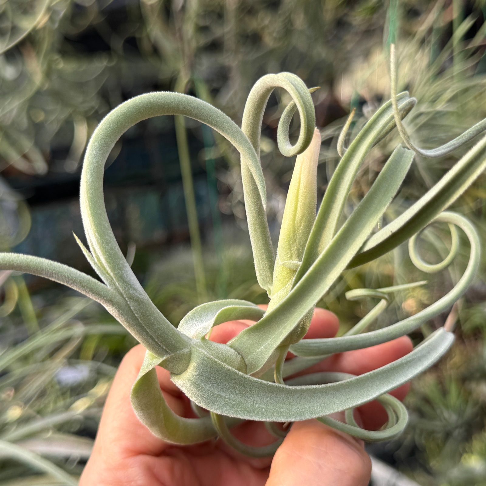 肉厚＊ くりんくりん＊ うねりくねり＊ チランジア ドゥラティ