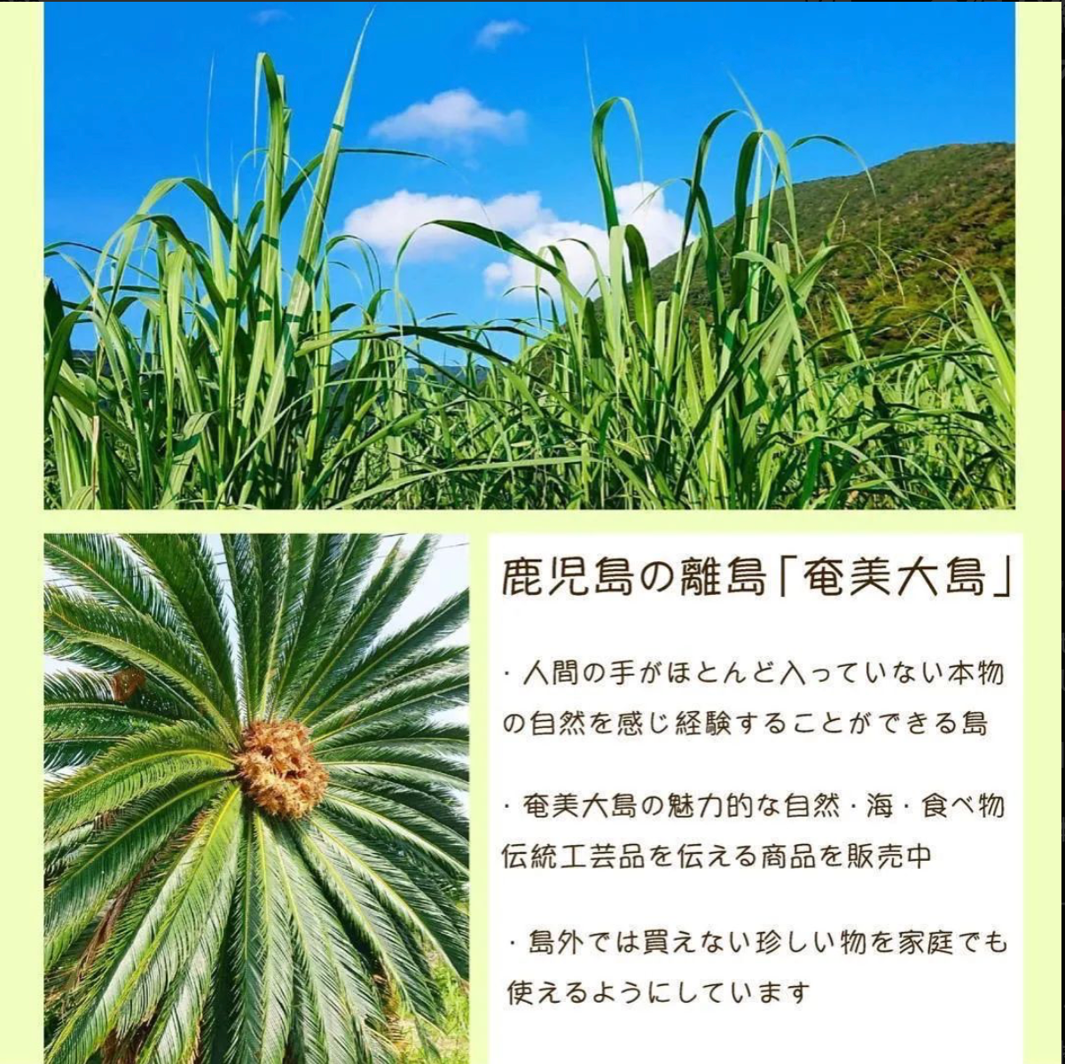 【大容量　お得な10点セット　薄緑色の陶器植木鉢10点】　ミニ盆栽やコケ盆栽などに！苔や多肉植物の緑が綺麗に映える　美しい薄緑色の和風陶器植木鉢10点　　盆栽鉢　ミニチュア　和風盆栽　豆鉢　山野草　小品盆栽