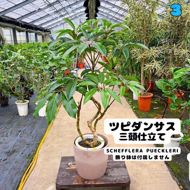 ✨幸せを呼ぶ観葉植物ツピダンサス✨106センチ⑥ ✨幸せを呼ぶ観葉植物ツピダンサス✨106センチ⑥