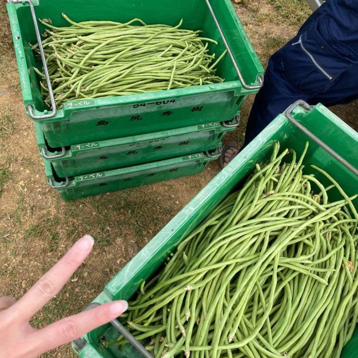 沖縄県産 長ササゲ4kg クール便発送 - メルカリ