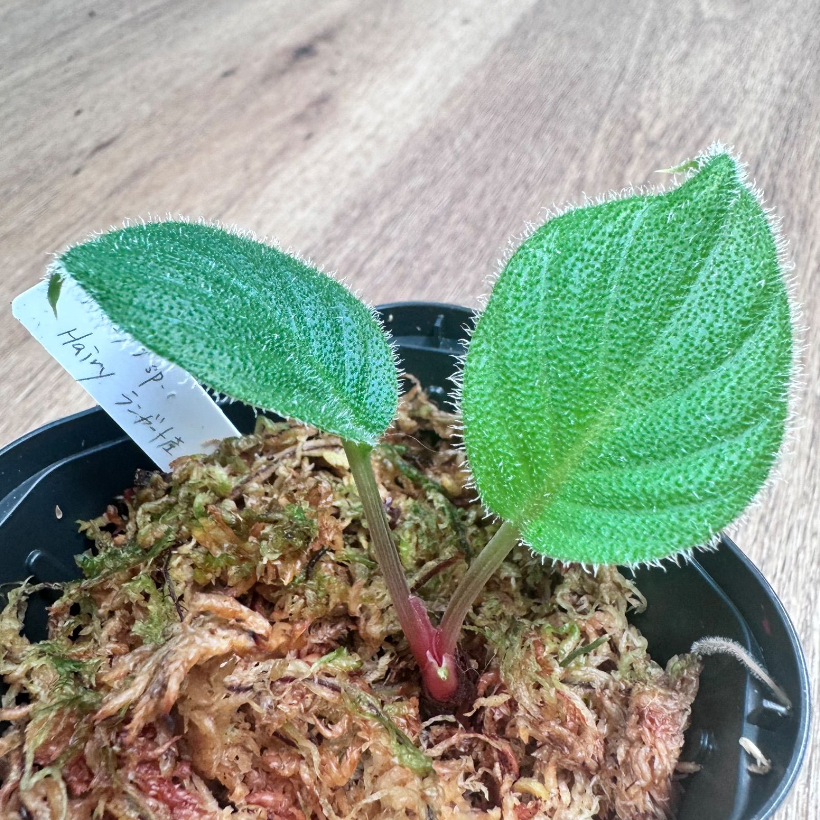 Homalomena sp.竜鱗 Riau【LA0815-01】ホマロメナ 【公式通販】