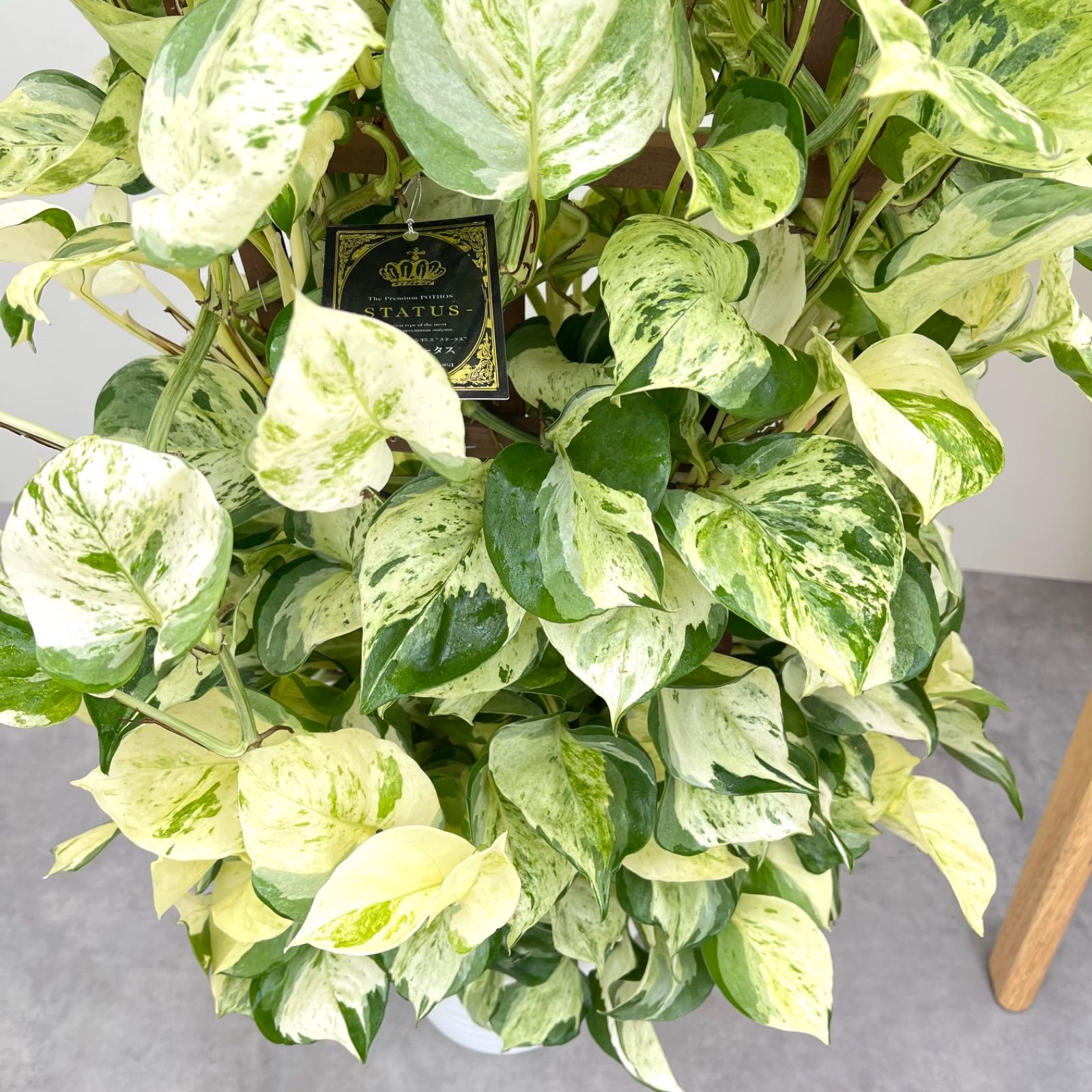 ［現品］【希少】3番　♡おすすめ♡ ポトス　ステータス　7号　斑入り　レア 現品］【希少】3番 ♡おすすめ♡ ポトス ステータス 7号 斑入り レア
