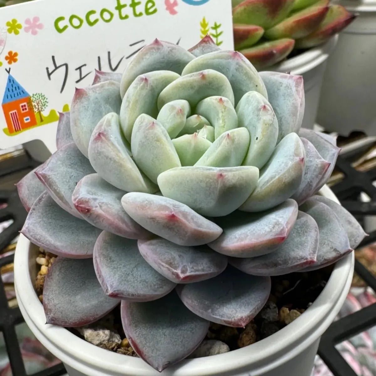 大きめ～中苗～小苗 色どりよく寄せ植えを❤ カット苗 - 植物/観葉植物