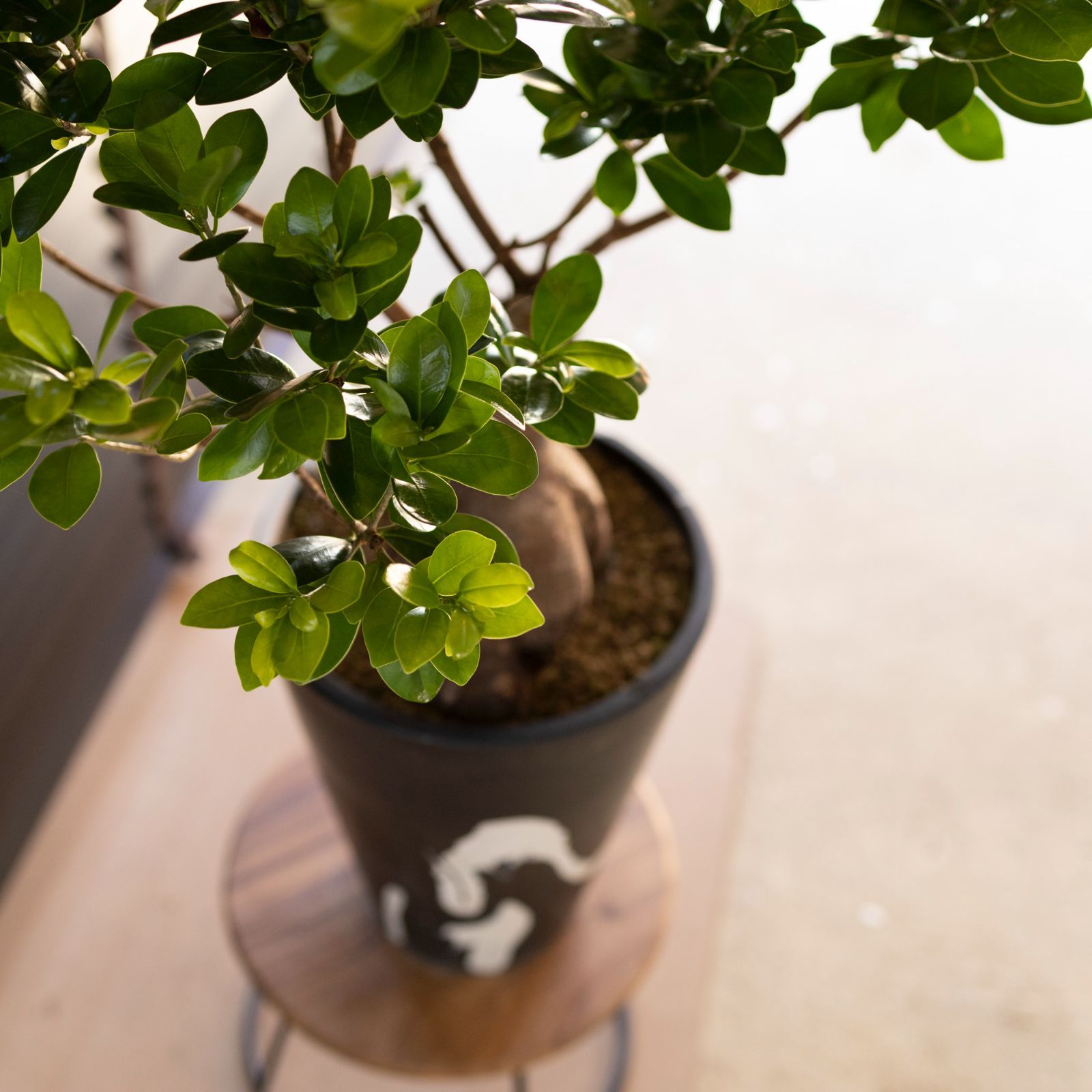 観葉植物　パンダガジュマル　８号ポット　多幸の木 Amazon｜観葉植物 パンダガジュマル 8号ポット 多幸の木｜観葉
