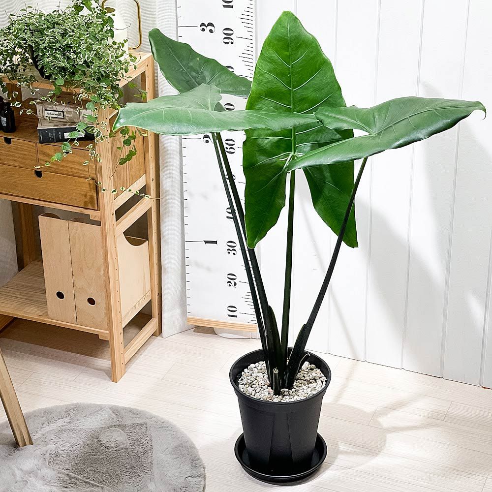 アロカシア 11種セット PLANCHU 観葉植物 アロカシア ブラックゼブリナ 8号スリット鉢