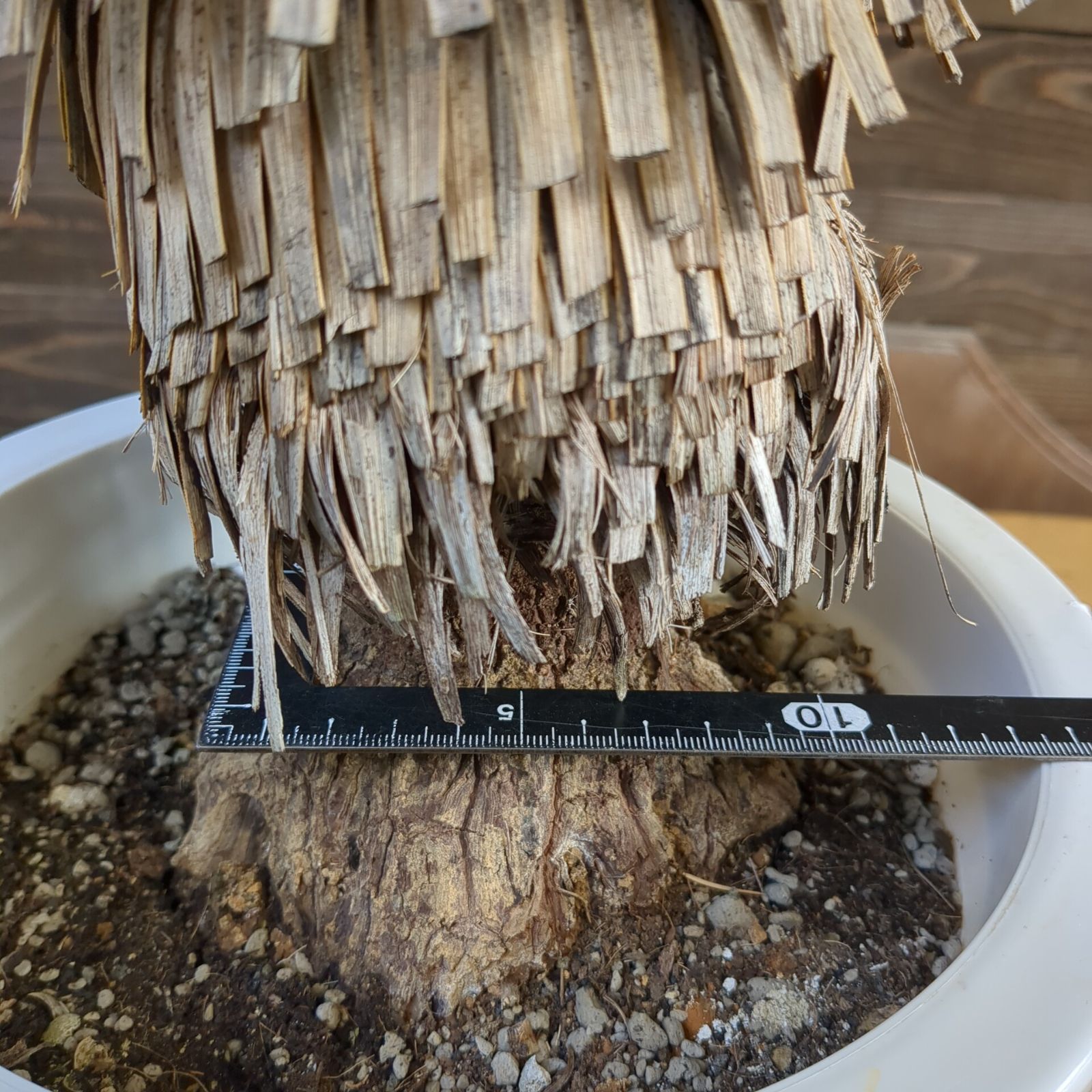 ユッカ ロストラータ【 ドライガーデンに！】 鉢のまま発送