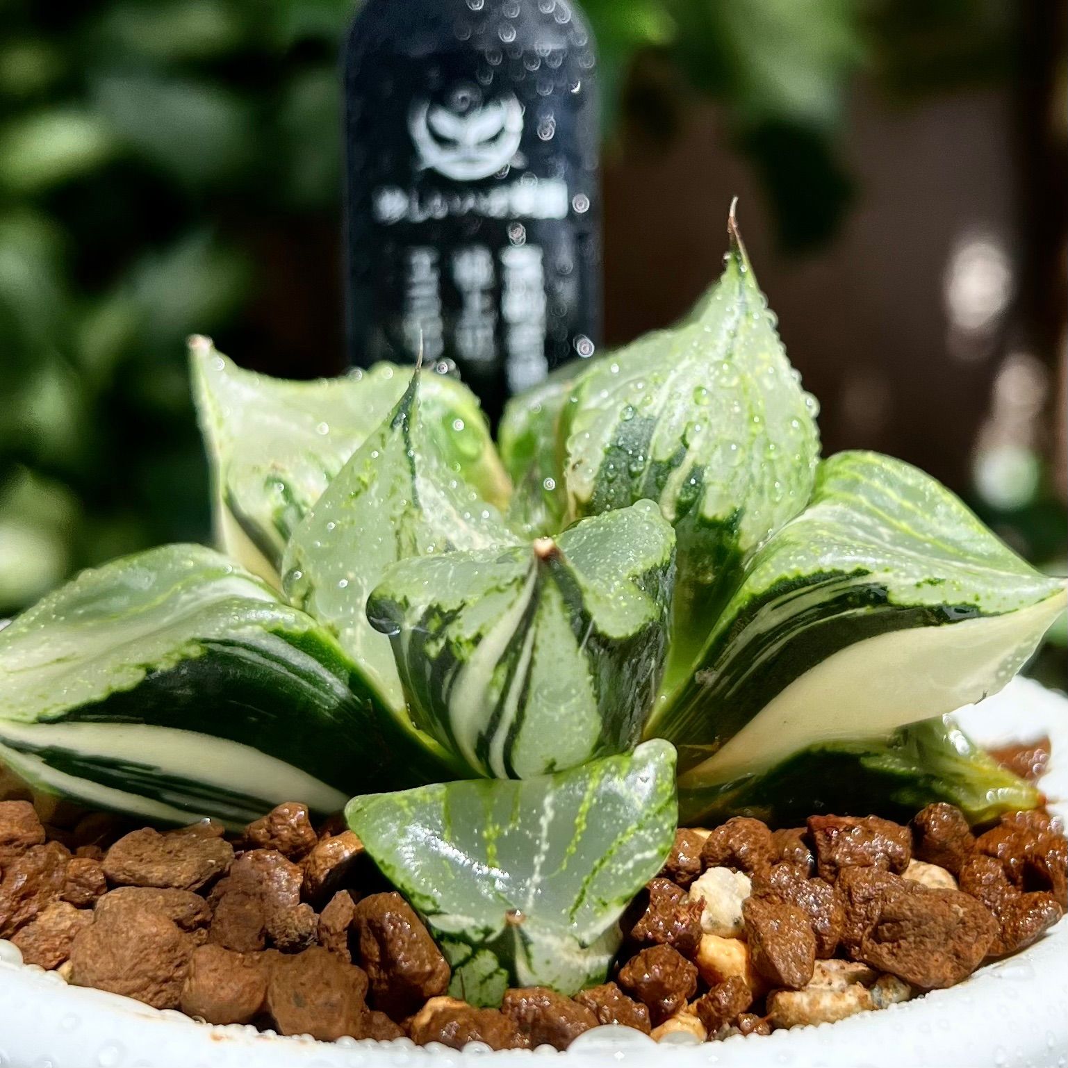 紡*様 ハオルチア 裏般若錦 多肉植物 ハオルチア 裏般若錦 x 水晶コンプト101錦 種子10粒
