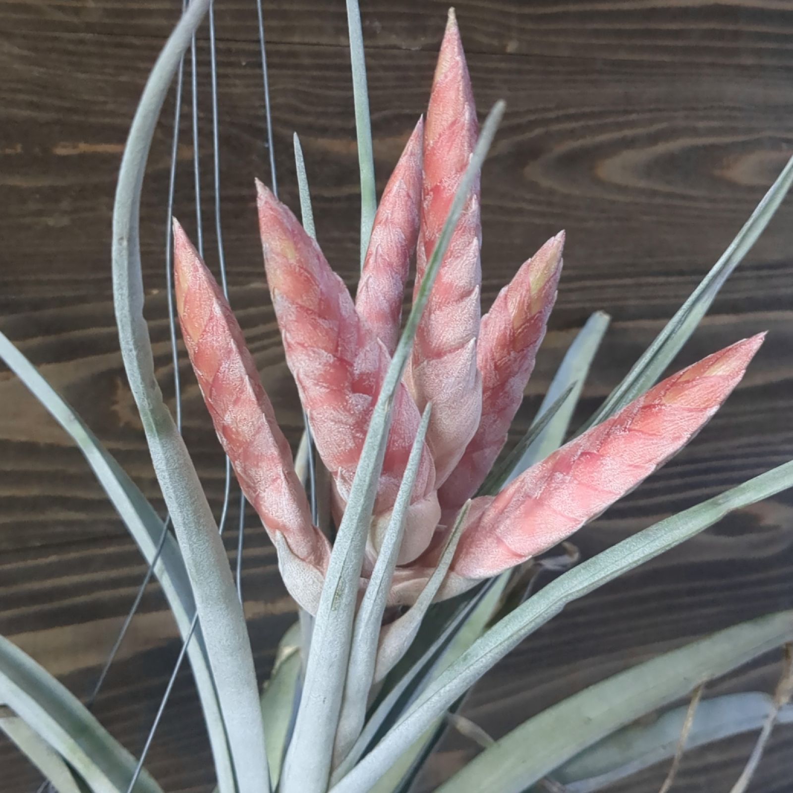 【T858】 1円！ 特大株！ Tillandsia チアペンシス ジャイアント エアプランツ エアープランツ ティランジア チランジア チランジア チアペンシス×キセログラフィカ\u0026チアペンシス×ミトラ