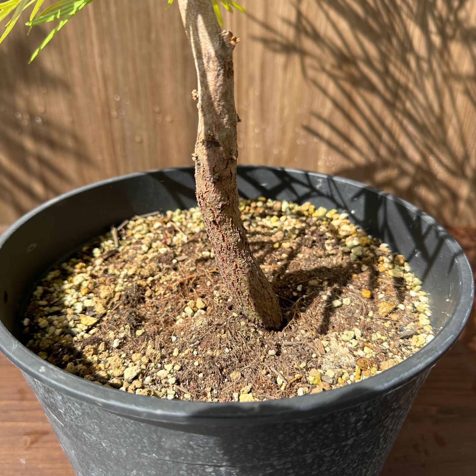 現品】④ グレビレア バンクシー 8号 オージープランツ ① - メルカリ